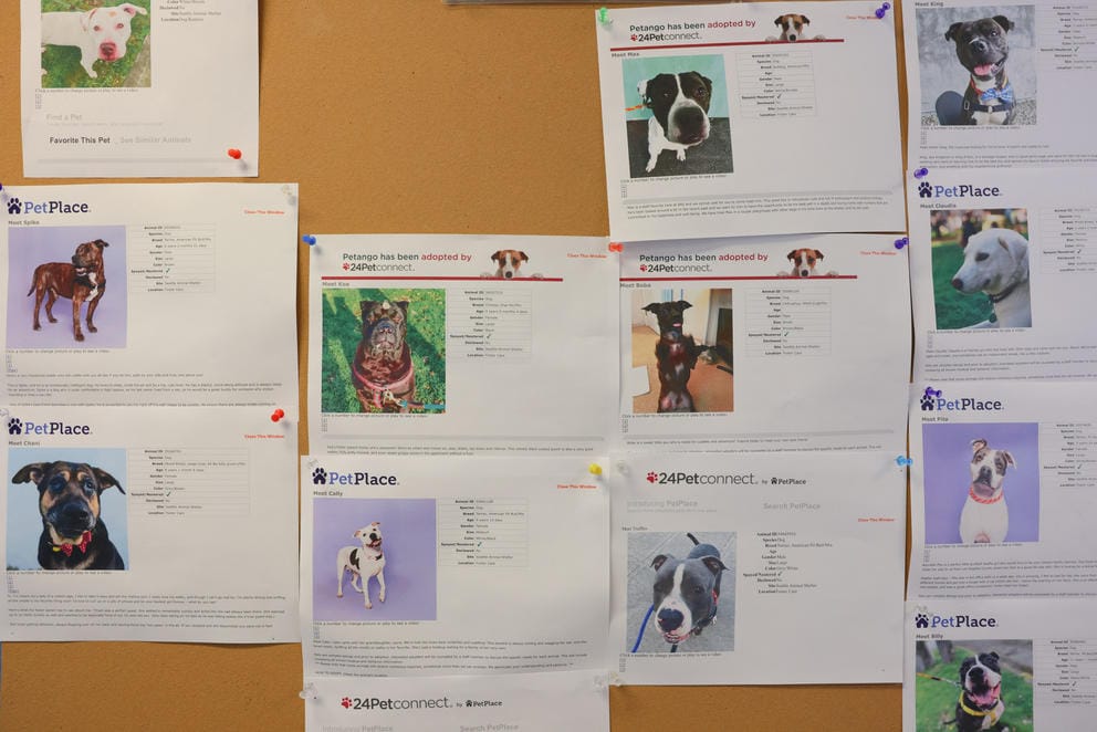 Pictures and profile info of adoptable pets hang on a cork board