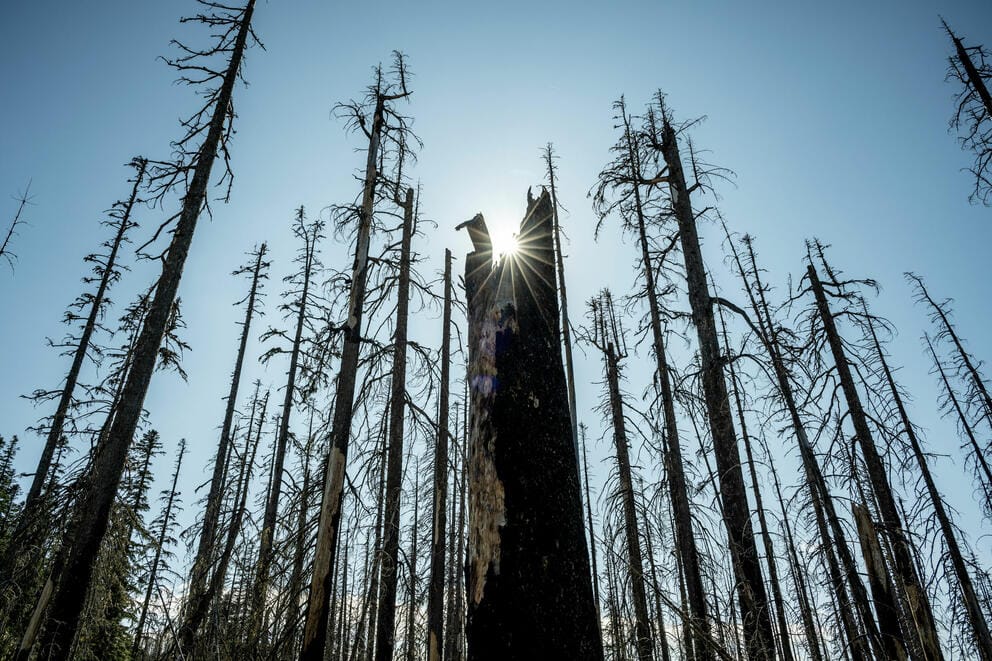 The sun shines between fire-damaged standing trunks of evergreen trees.
