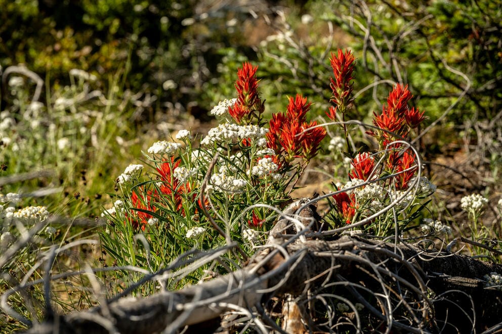 Red and green plants grow close to the ground