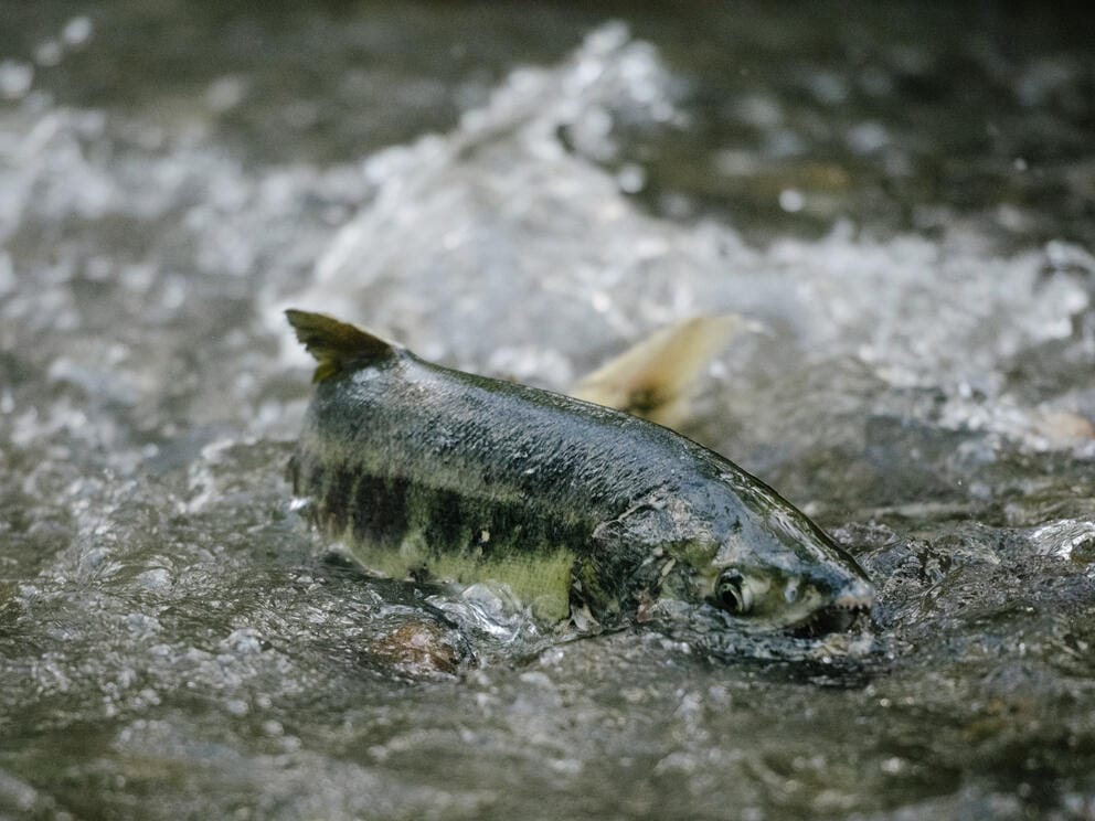 Chum salmon swim upstream to spawn in the waters of Pipers Creek in Carkeek Park
