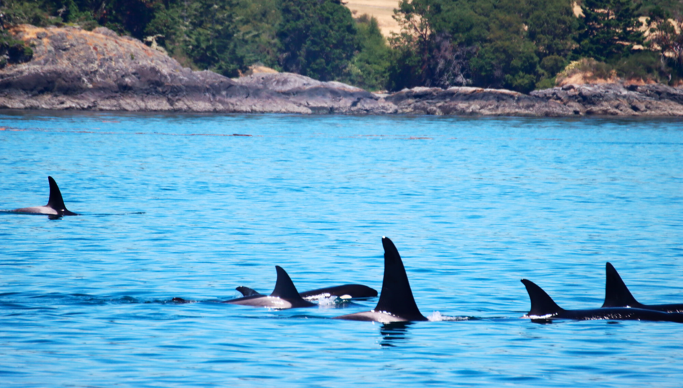 Fins of a pack of orcas in the Pacific Coast
