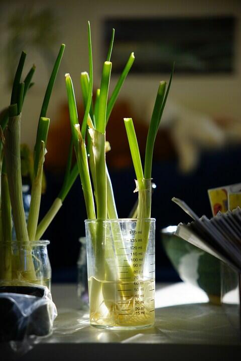 Scallions in a jar of water