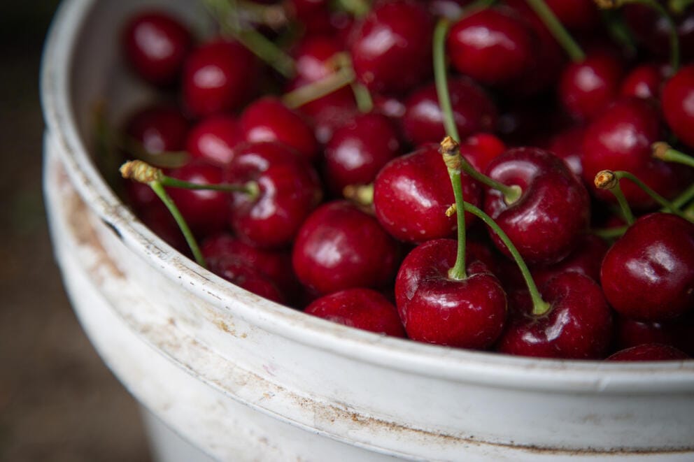 freshly picked cherries