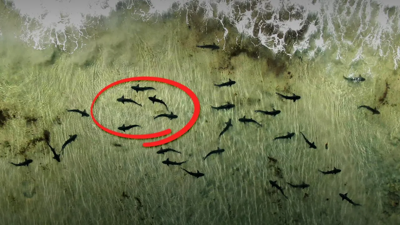 Something Strange Is Happening With These Leopard Sharks