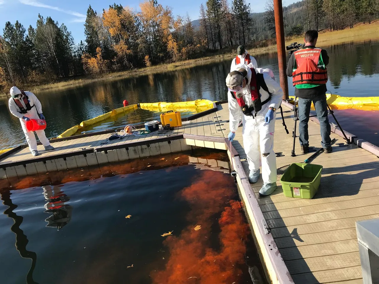 Zebra mussels on Marimo moss balls are causing an emergency in WA