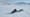 Collecting Mussels Under the Canadian Arctic Sea Ice