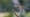 What Makes Dragonflies So Extraordinary