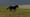 The Role of Horses