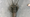 Appraisal: Meiji Period Iron Spiny Lobster