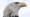 American Eagle - Preview