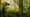 Did Dinosaurs' Extinction Give Us Fruit?