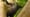Preview of Gorilla