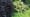 Creating a Bird-friendly Garden with Margaret Roach