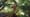 Search for Oregon's Tallest Tree