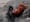 Punch the monkey melts hearts with unlikely zoo friendship