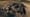 Stone Age Temple Mystery Preview