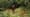 Wendell Harmon/Timber Grower