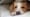 Can Dogs Talk?