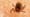 How Ticks Dig In With a Mouth Full of Hooks