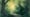 Forest Edge