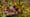 Volunteer Gardener 3421