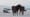 The Seals of Sable Island
