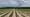 Farmers struggle as shifting weather patterns disrupt crops