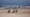 Peru’s Desert Penguins