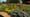 Volunteer Gardener 3503