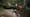 Canadian Boreal Forest Part 2