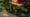 Volunteer Gardener 3505