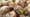 The Peconic Escargot