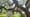 Forced Absconds