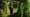 Vines