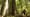 Feds put old-growth logging back on the table in WA and OR