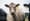 Point-counterpoint: Regulating factory farms