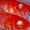 Time to suspend all deep-ocean commercial fishing? 