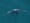 Orcas get more competition for salmon
