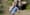 Spotting Bigfoot in Washington: A few pointers