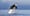 The Orca Task Force finally has a plan. Will it work?