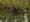 Green Acre Radio: A beaver dam near Northgate