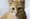 It took a whole team of UW scientists to make this cute cat pic