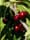 Who needs sun? The cherries are telling us it's summer