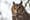 Owls bring out the cuckoo in bird lovers
