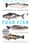Are we over-fishing our favorite big catches?