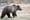 Grizzly bear decisions coming in 2017