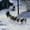 Weird but true: Alaskan tall tales