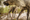 Why Washington's six caribou are crossing the border