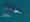 The emotional roller-coaster of reporting on orca pregnancy in Puget Sound