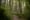 Dodging development pressure, Issaquah expands Cougar Mountain